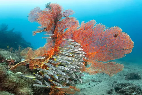 Scuba Diving at Shark Point in Phuket.